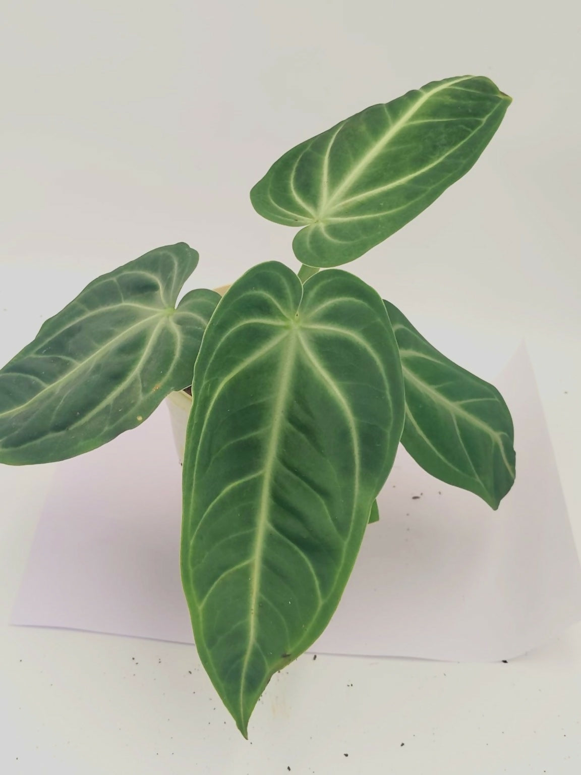 Anthurium Villenaorum – Rare TC Plant - Ethereal DNA