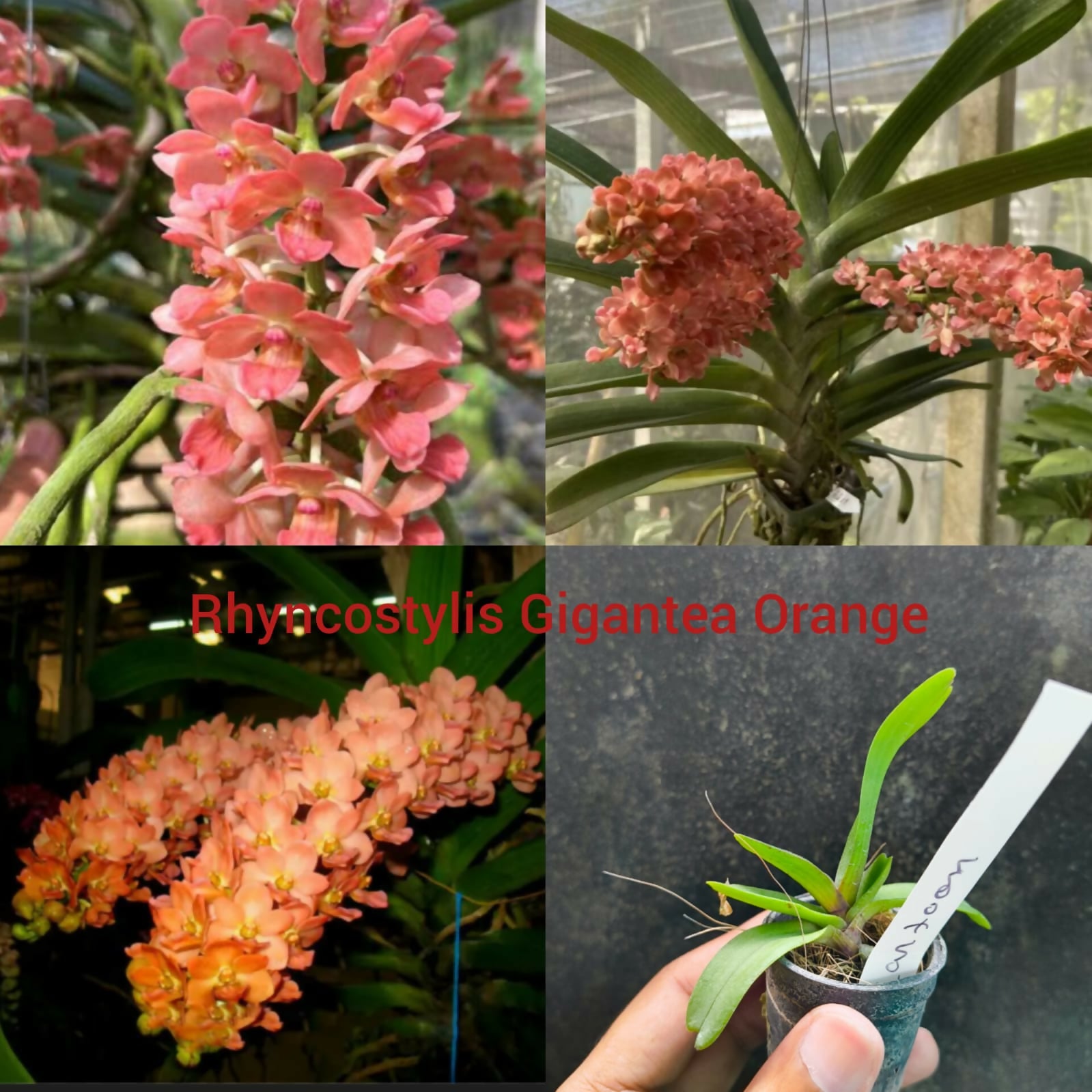 Rhyncostylis Orchid Gigantea Orange