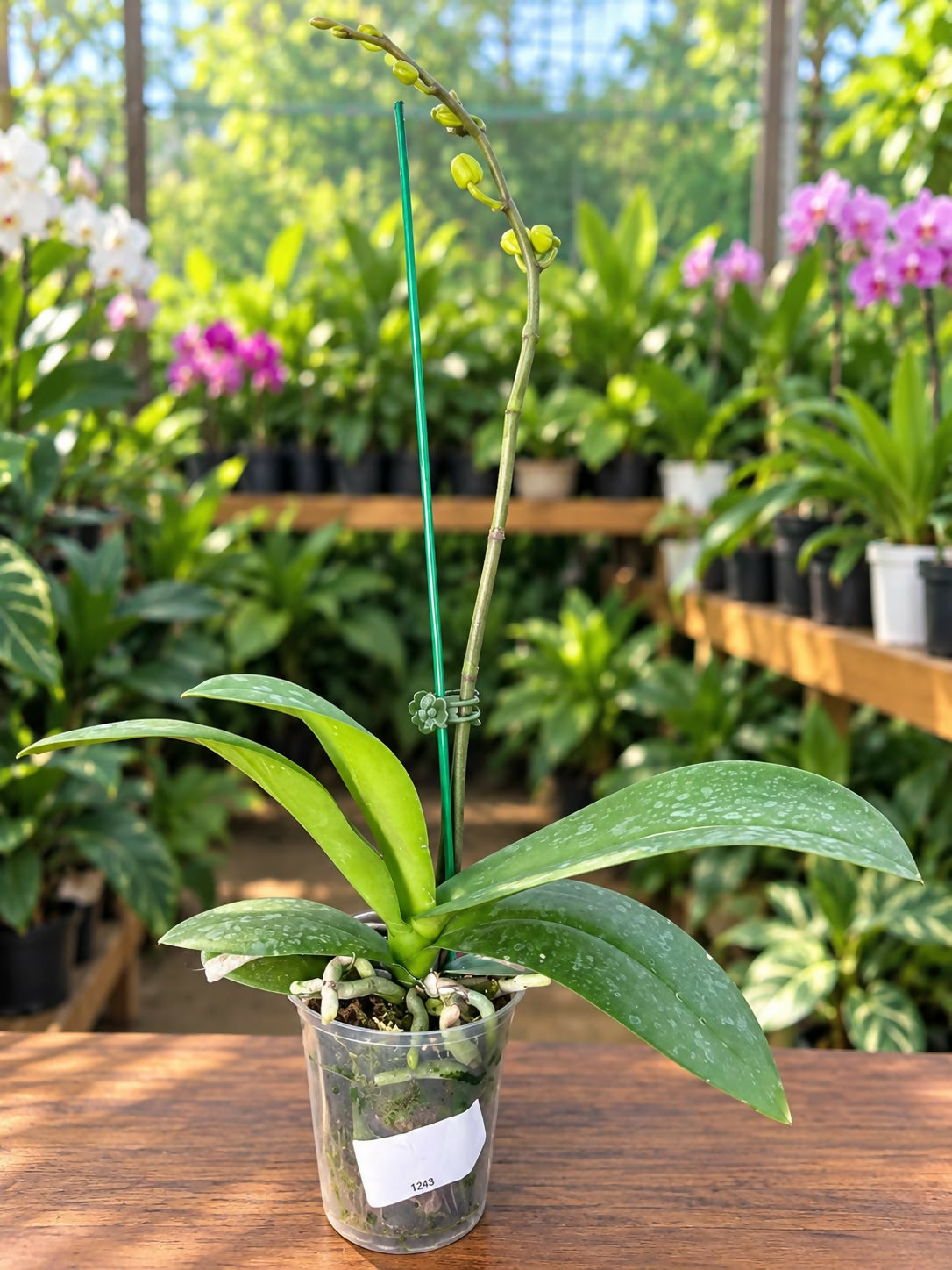 Phalaenopsis-1243