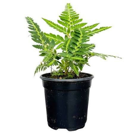 Indian Holly Fern Live Plant – Rare Starter TC Plant – Foliages India