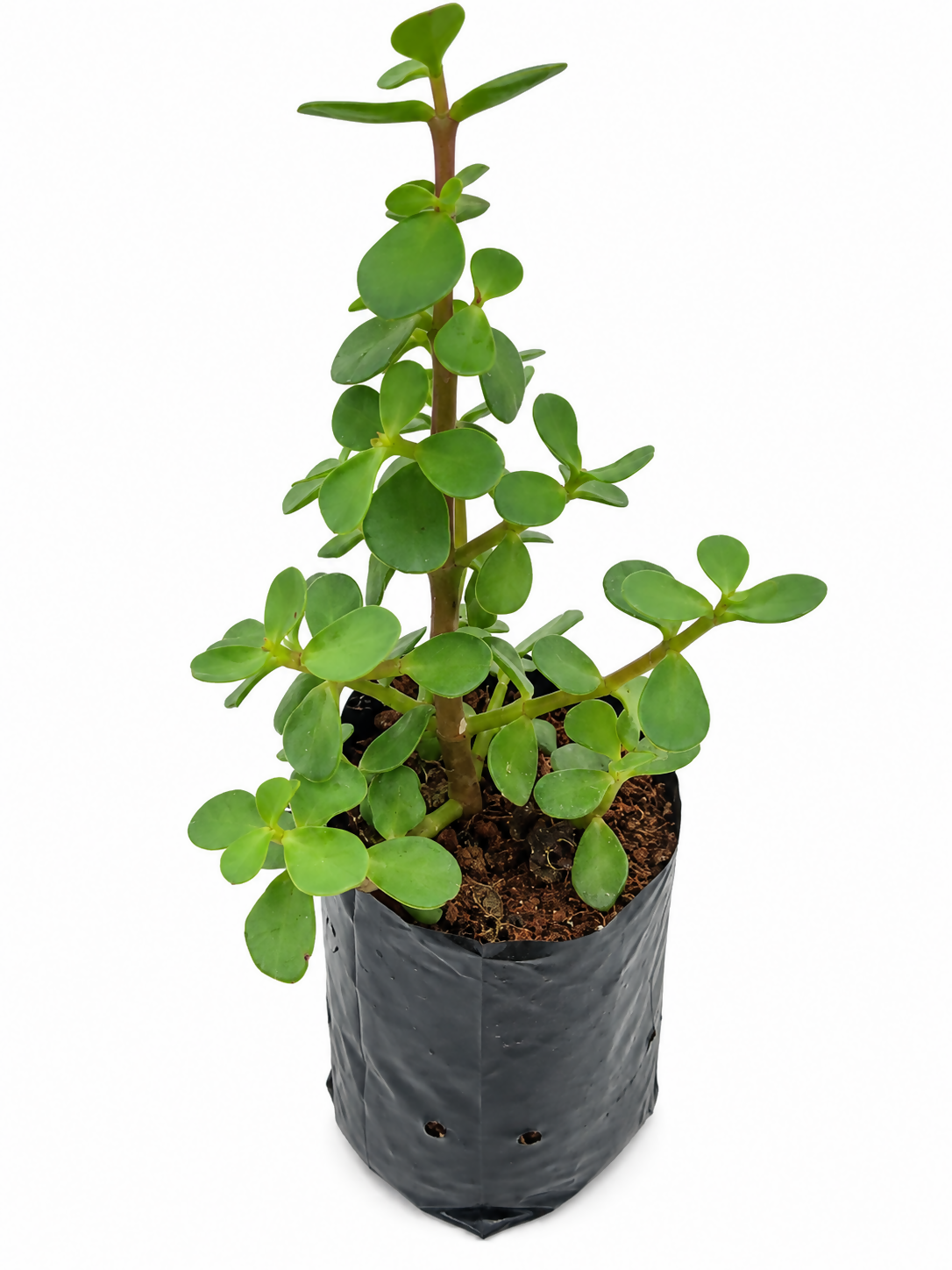 Jade-Crassula ovata( lucky plant)