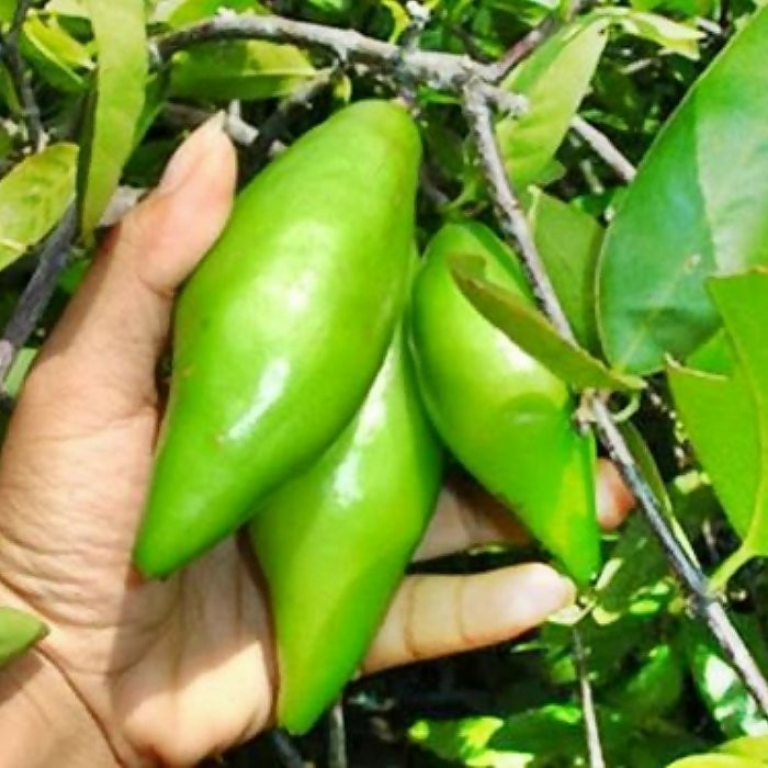 Madan Fruit Plant (Garcinia Schomburgkiana)