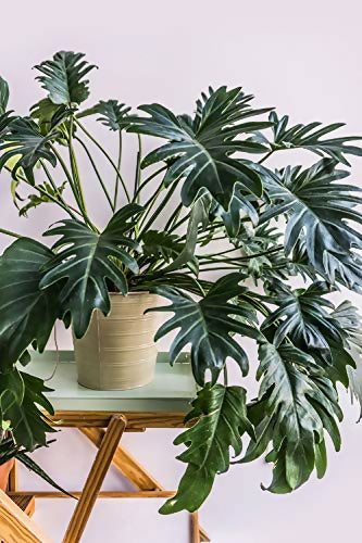 Philodendron Xanadu – Rare TC Plant - Ethereal DNA
