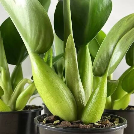 Philodendron Martianum Fat Boy – TC Plant - Ethereal DNA
