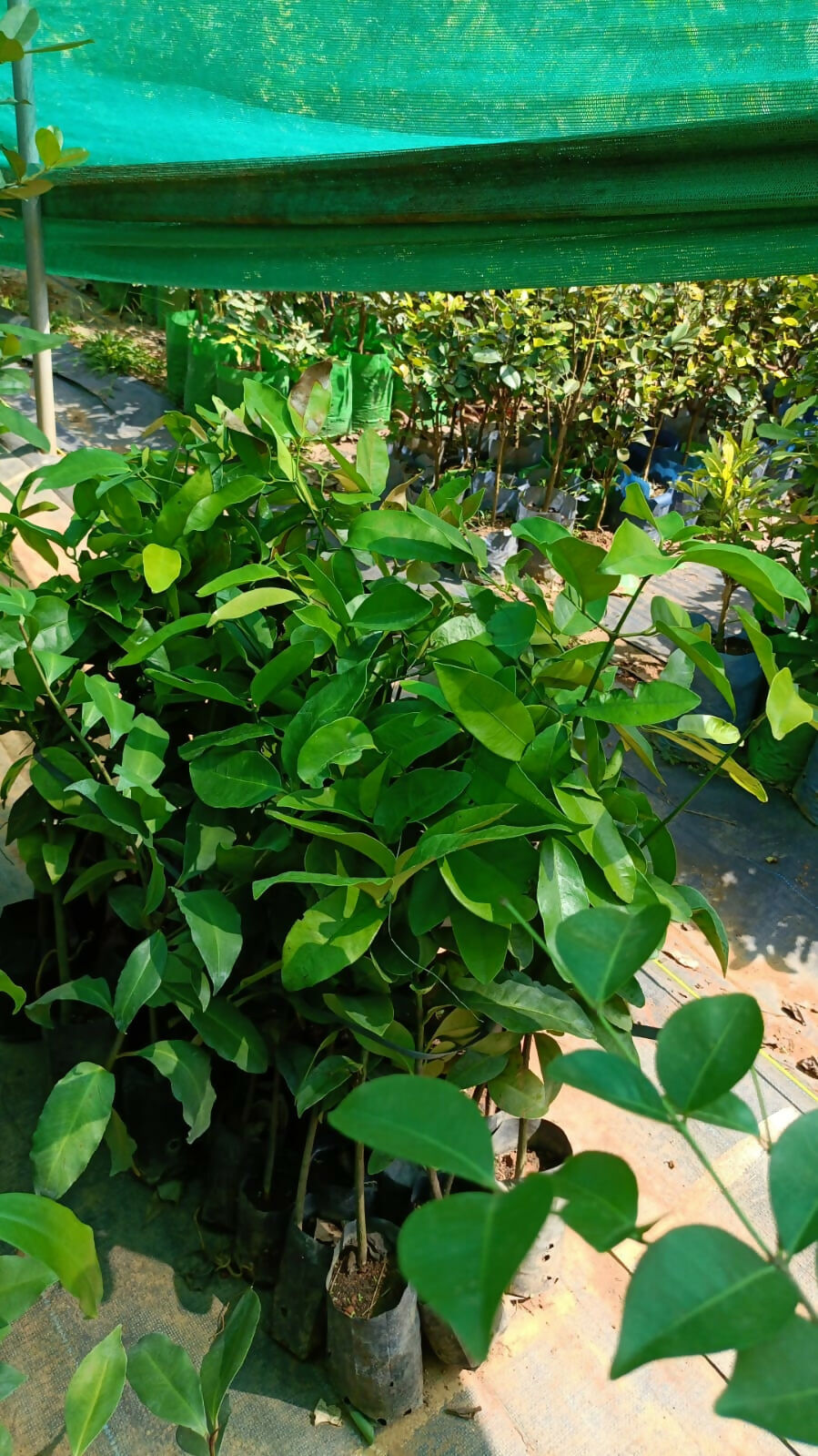 Gogo – Rare Tropical Sea Bean Live Grafted - Keyfarm Wayanad