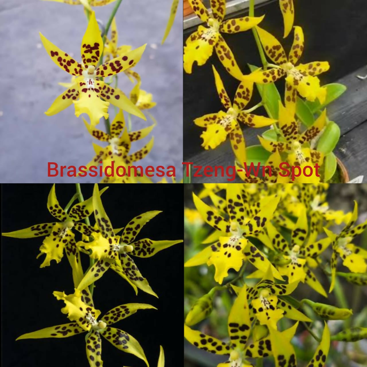 Oncidium Orchid Brassidomesa Tzeng-Wn Spot