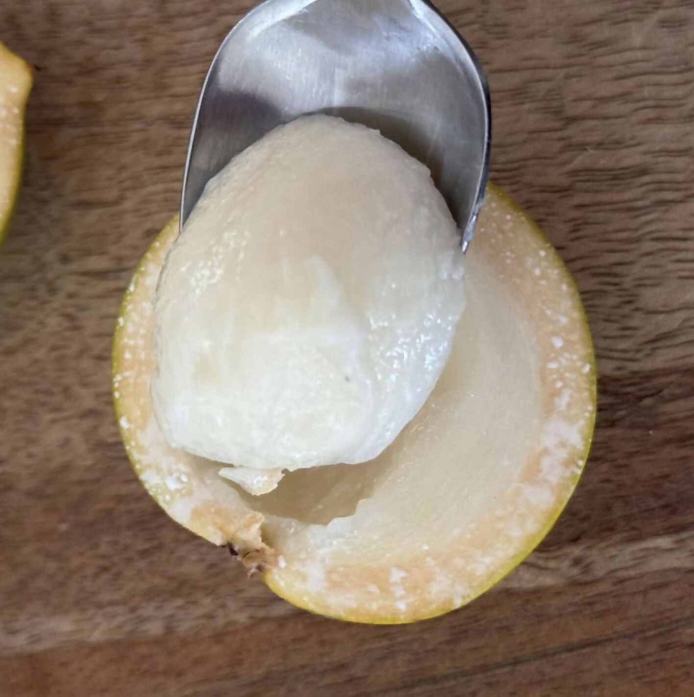 F2 Pouteria torta x camito Live Plant