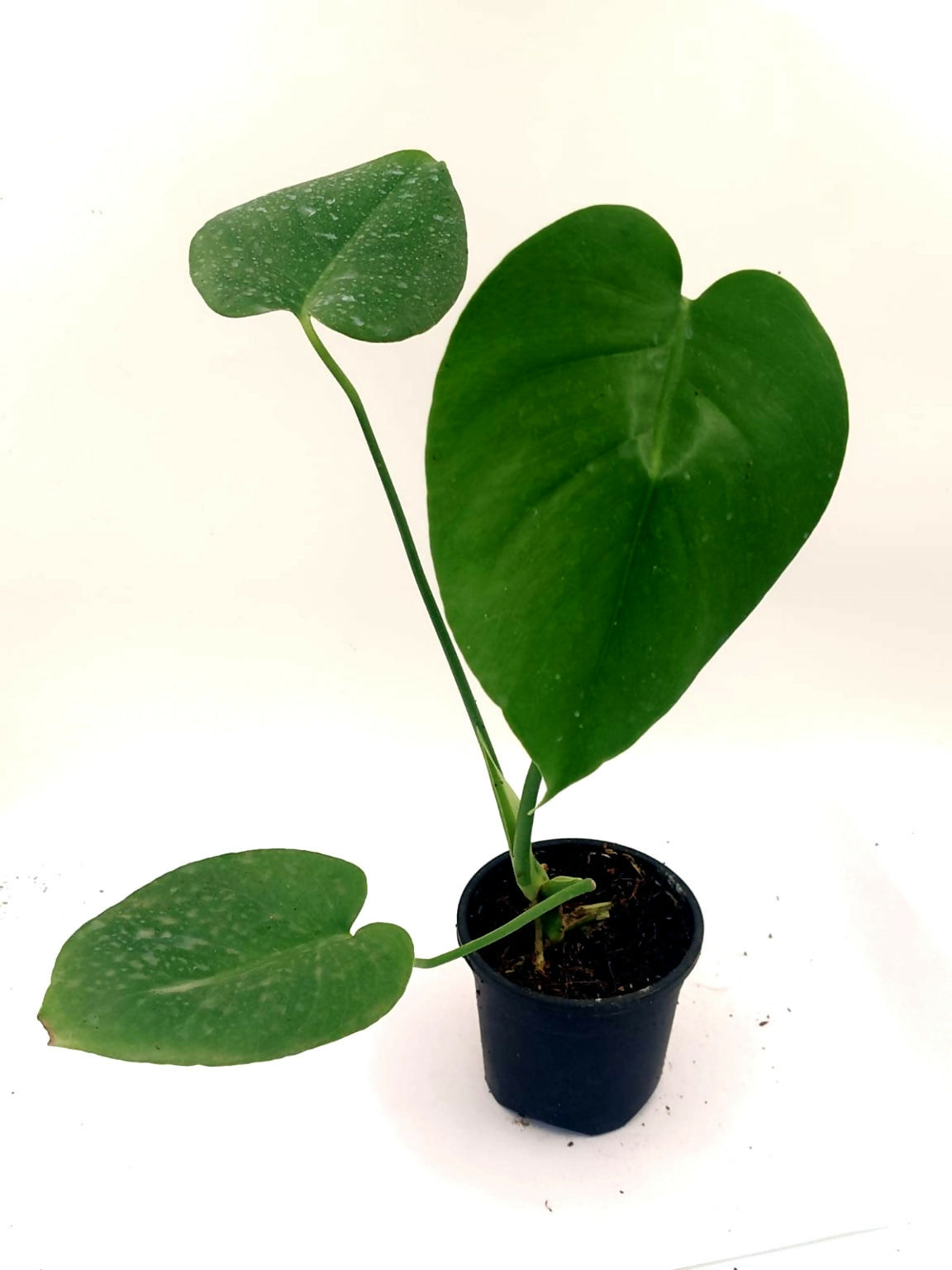 Monstera deliciosa