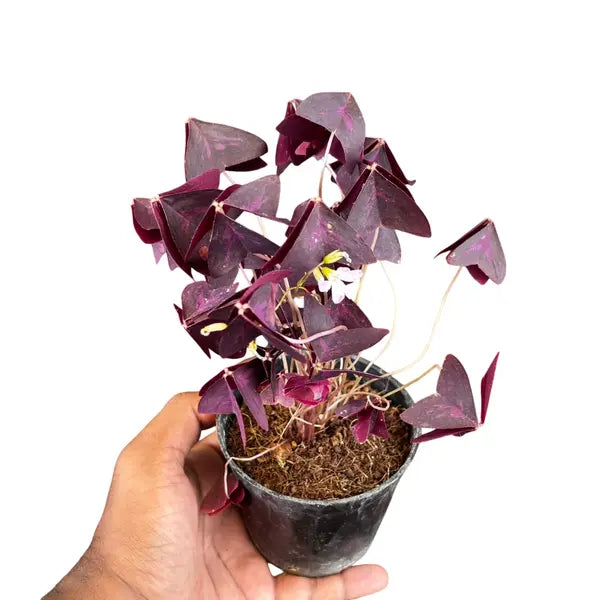 Oxalis Triangularis, Butterfly Plant Purple - Bushy Plant