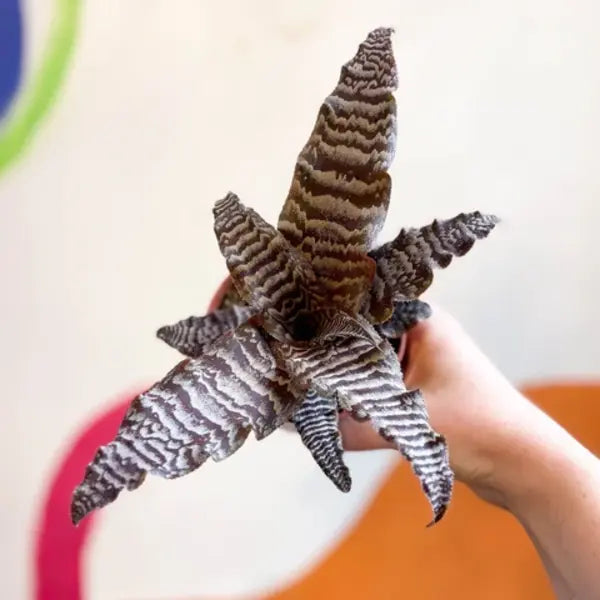 Cryptanthus zonatus