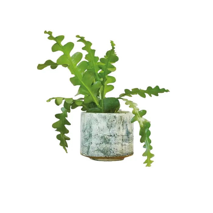 Fishbone Cactus, Epiphyllum Anguliger, Zig zag cactus Plant