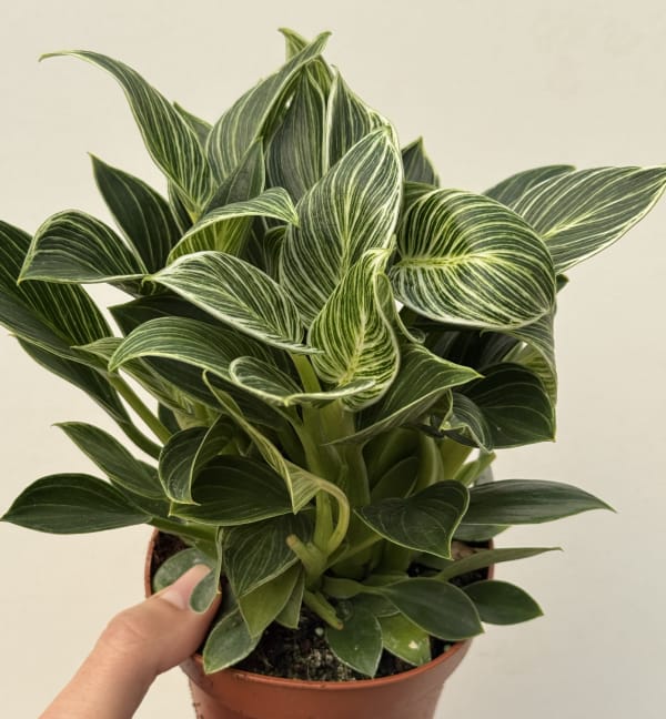 Philodendron Birkin Dwarf healthy live foliage plant – Foliages India