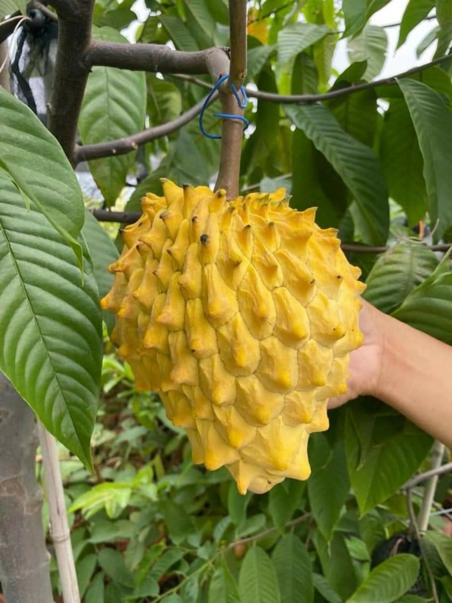 Rollinia Fruit Plants (Rollinia Deliciosa)