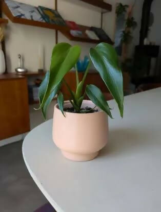 Monstera Burle Max Flame