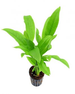 Echinodorus parviflorus / echinodorus grisebachii parviflorus/ Mini amazon sword(large pot)