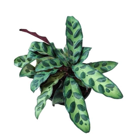 Calathea Insignise leaf details and texture – healthy indoor plant