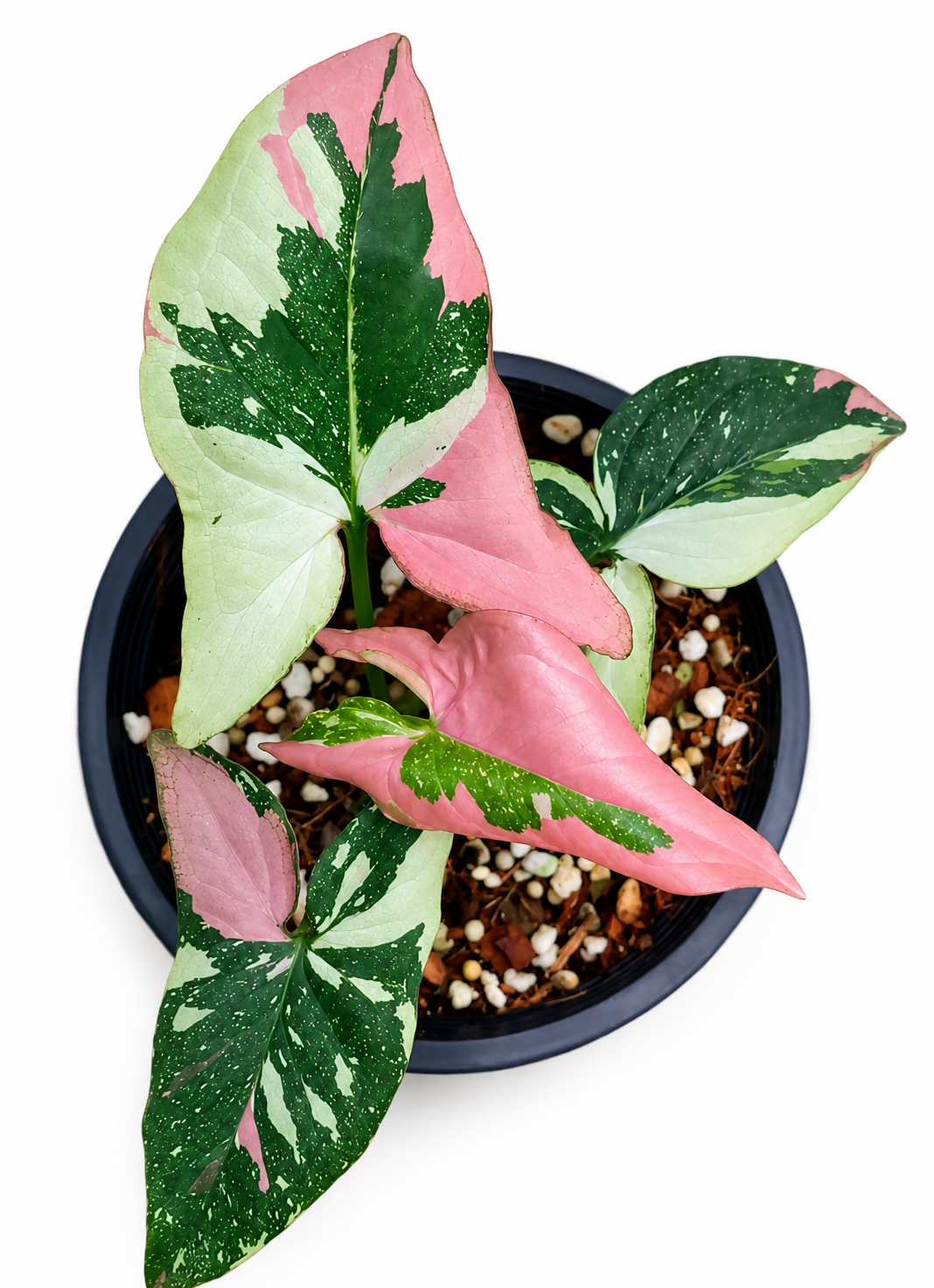 Syngonium Tricolor Arrowhead Plant | Rare Indoor Foliage