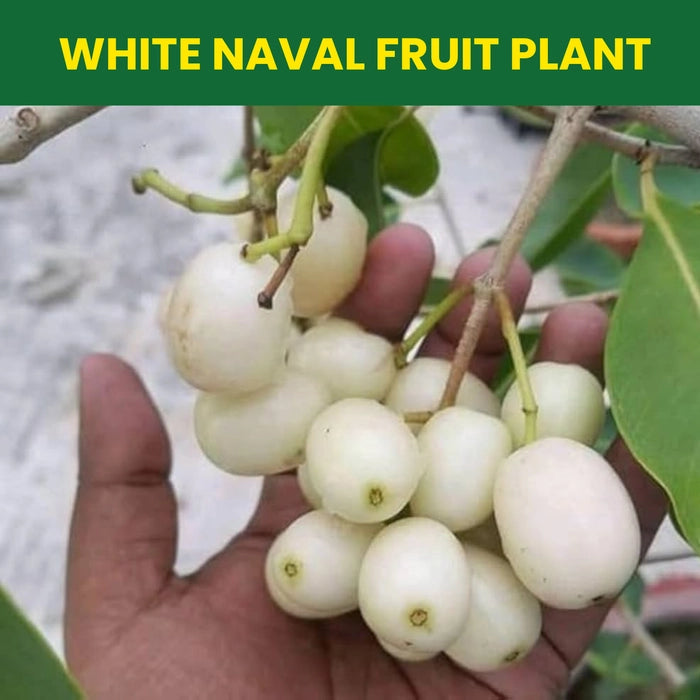 White Njaval Plant - White Jamun Fruit Tree - Keyfarm Wayanad