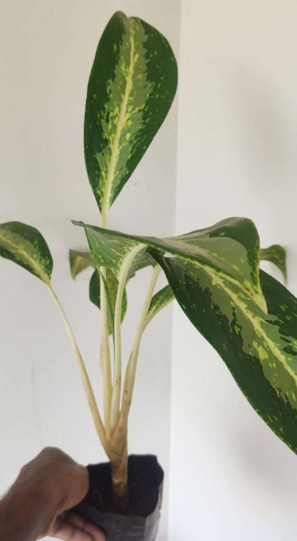 Aglaonema Hybrid (Aglaonema Nitidum commutatum ‘Tricolor’)