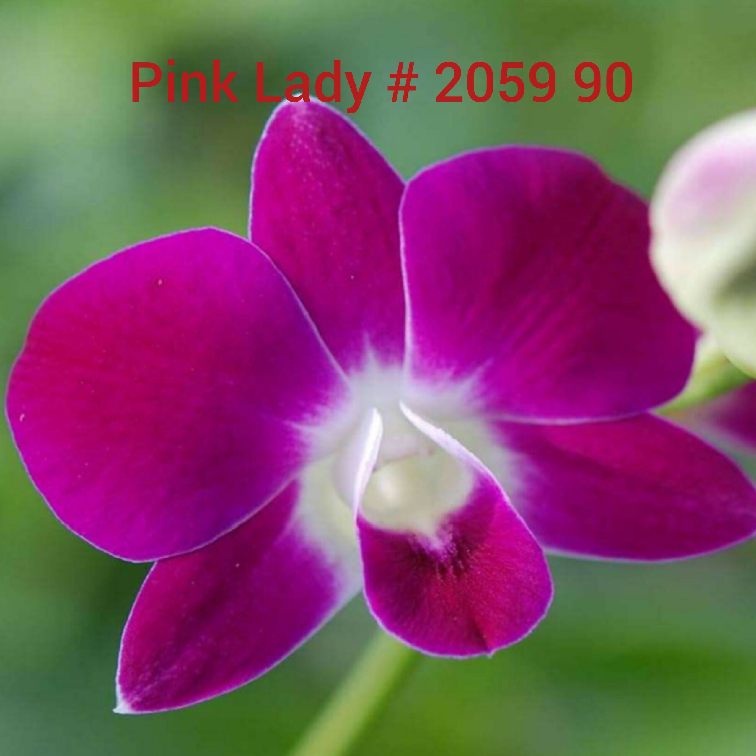 Dendrobium orchids combo of 10 ( set of 10)