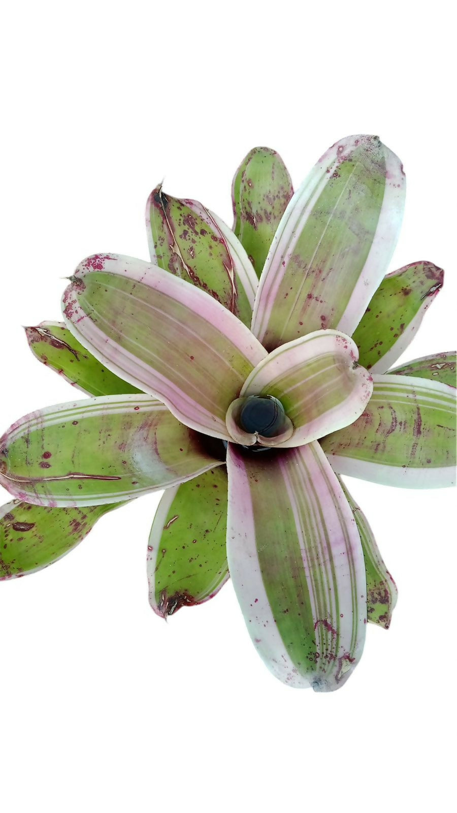 Bromeliad