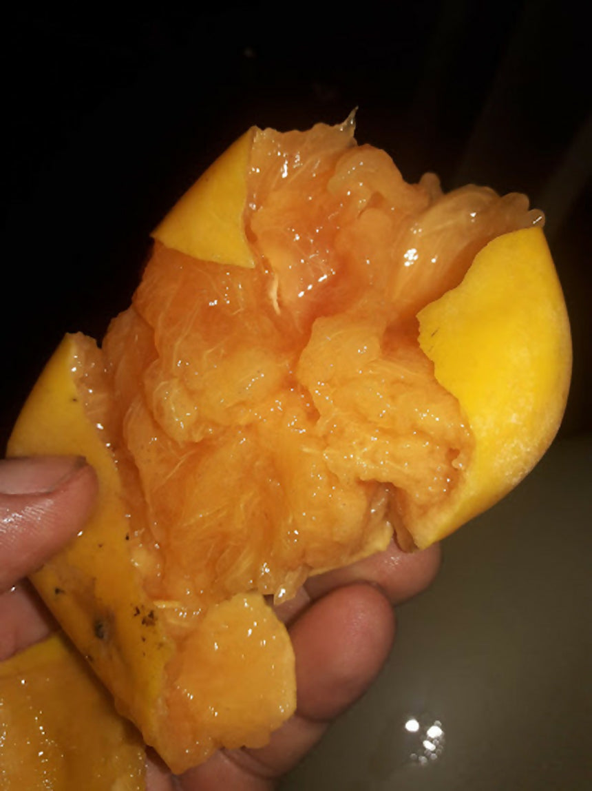 Araza Boi fruit Plants (Eugenia Stipitata)