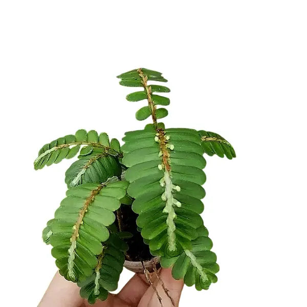 Elatostema Salvinioides