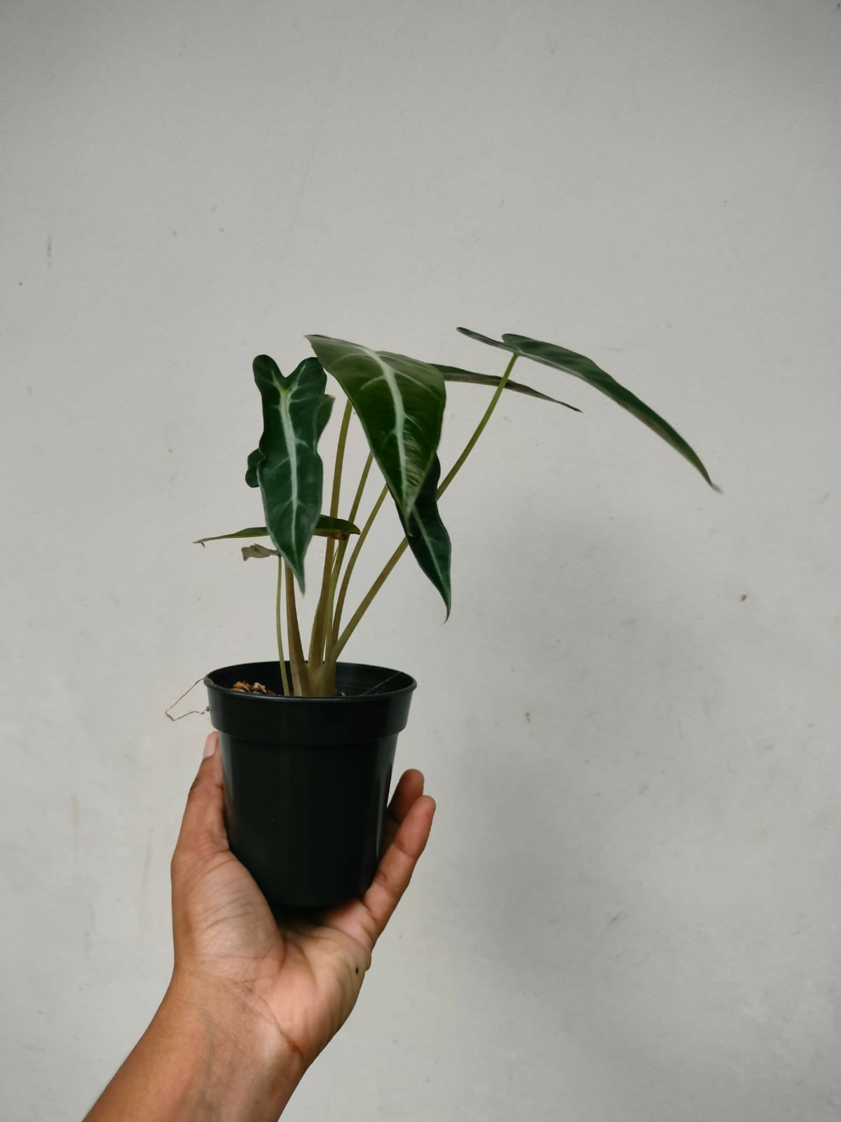 Alocasia Bambino- Tropical house plant-The Lush Flora