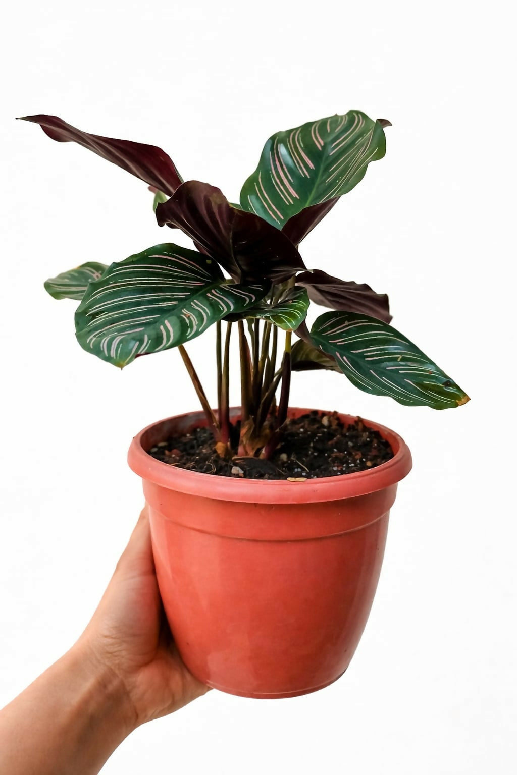 Calathea Ornata Bushy