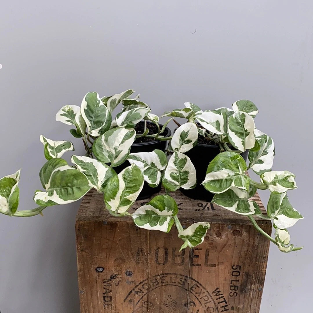 Epipremnum Aureum 'Njoy Pothos'