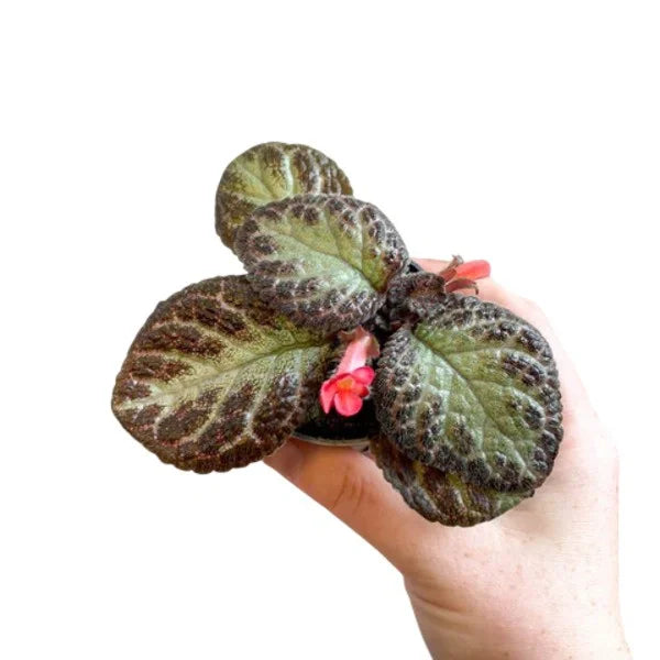 Episcia Cupreata Silver Queen - Red Flower