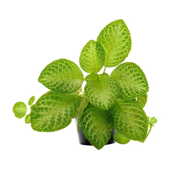 Episcia Thad's Yellow Bird - Yellow Flower