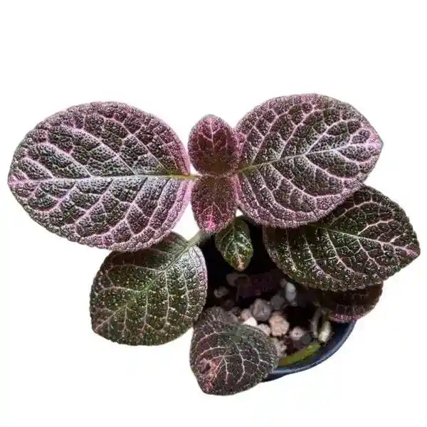 Episcia Pink Vein