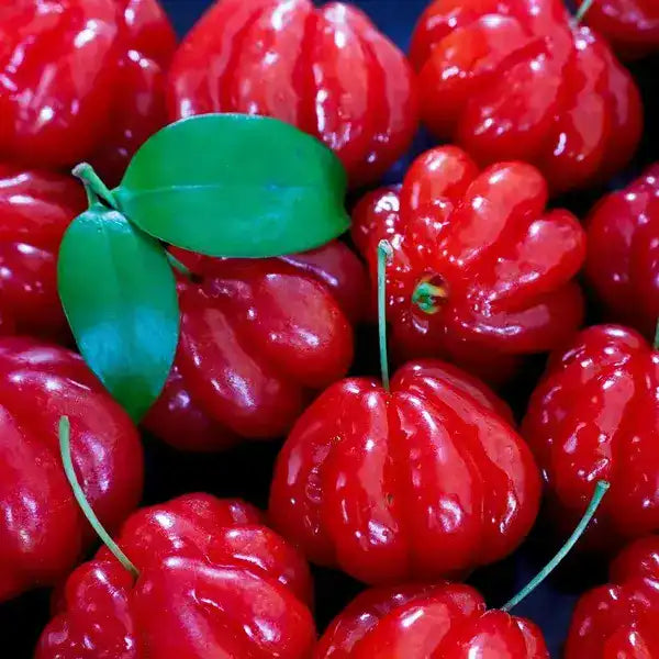 Surinam Cherry Plant