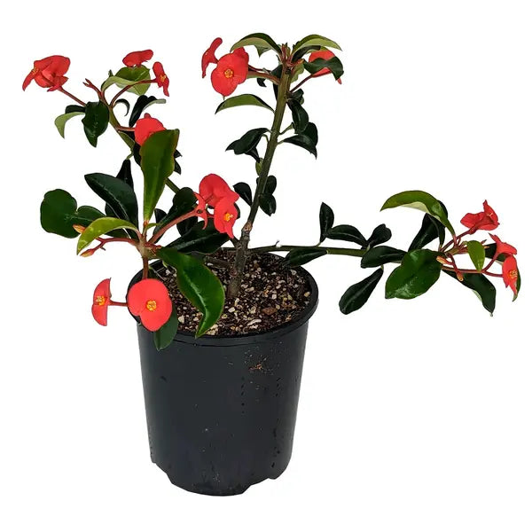 Euphorbia Geroldii (Thornless Crown of Thorns)