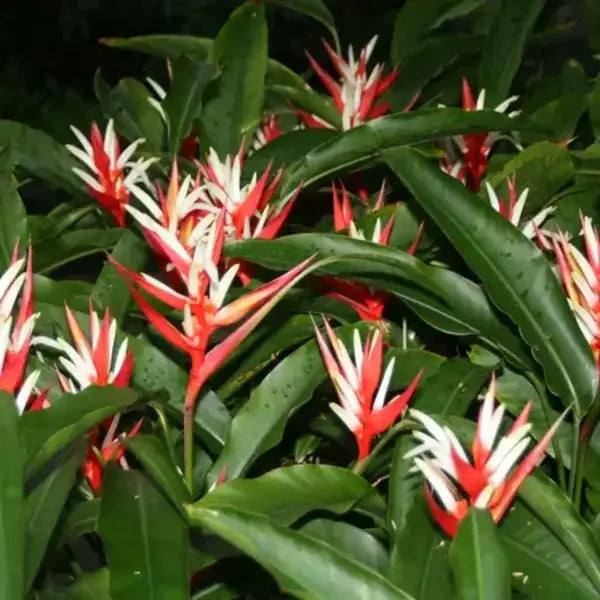 Heliconia Angusta Red Christmas (Holiday)