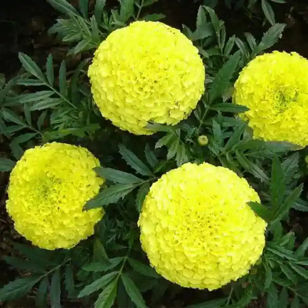 Marigold plant – Seeds