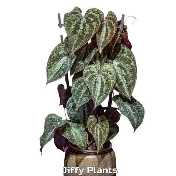 Dioscorea Discolor - Very Rare