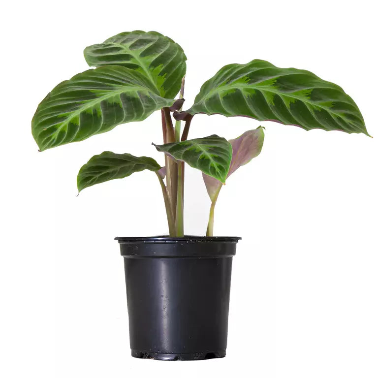 Calathea Warscewiczii