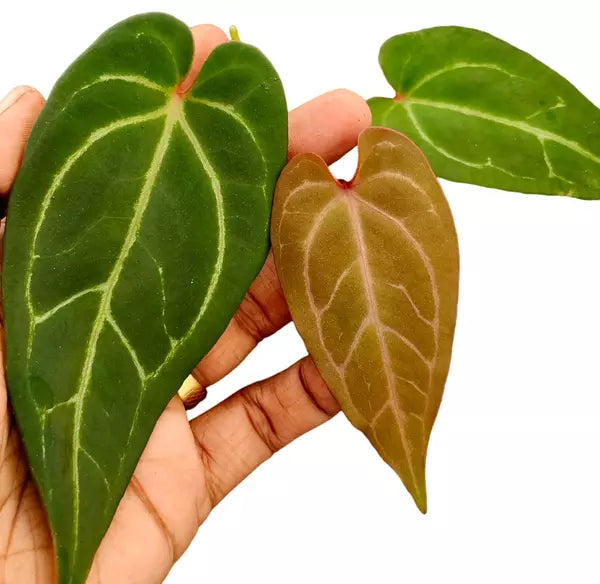 ANTHURIUM RED KASMAN | (Papi unique veins x Crystall Hyb) - Rare