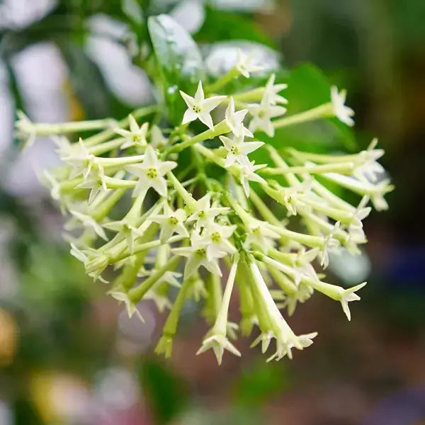 Raat Ki Rani, Raat Rani, Night Blooming Jasmine - Plant