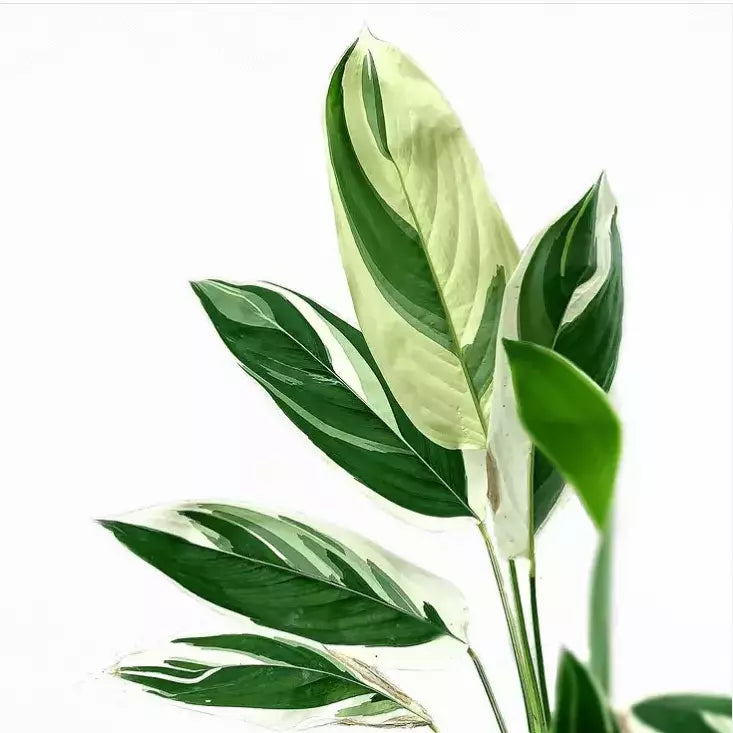 Maranta Arundinacea Variegated