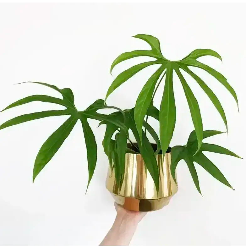 Pedatoradiatum Anthurium- Rare