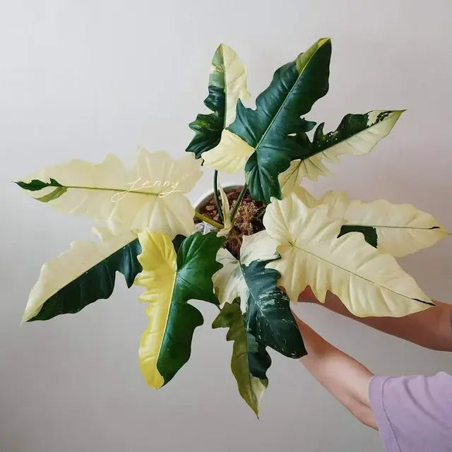 Philodendron Golden Dragon Variegated - Rare