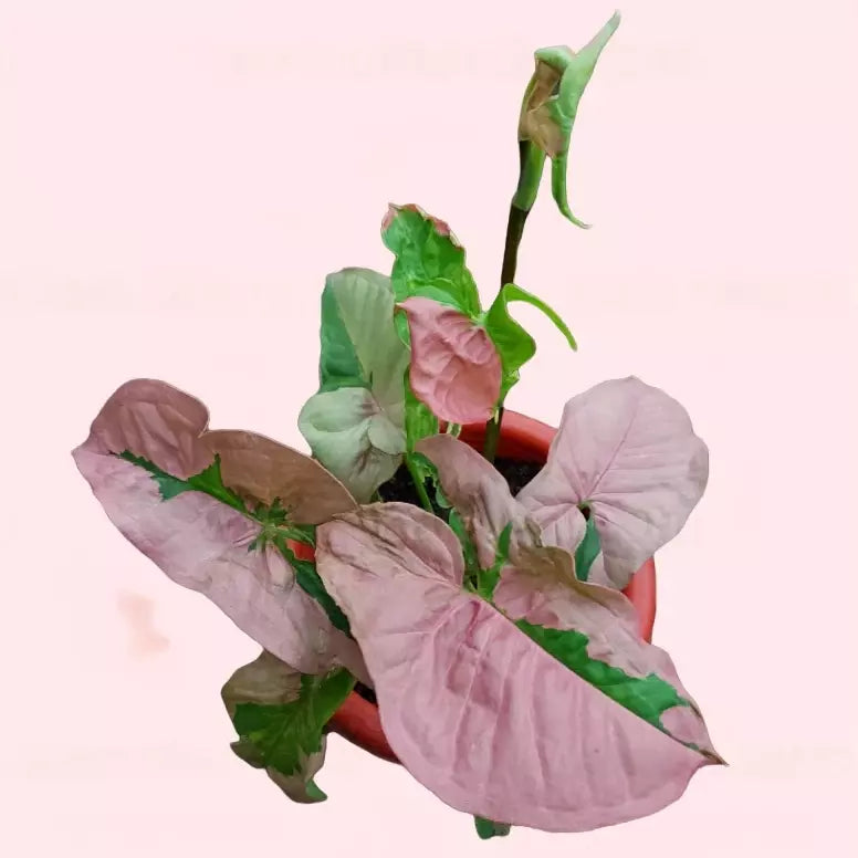 Syngonium Pink Lava - Rare