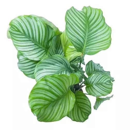 Calathea Orbifolia Plant