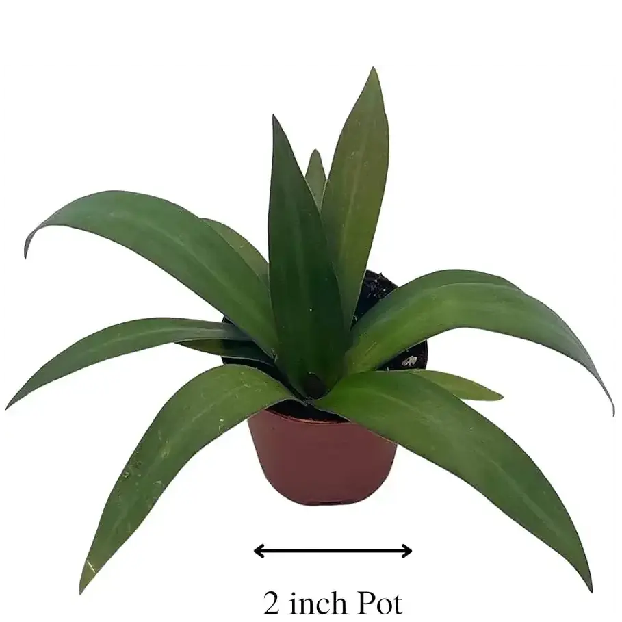 Rhoeo plant - Green