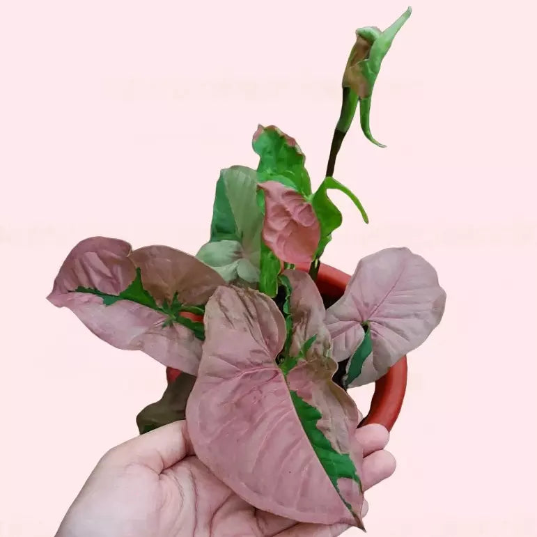 Syngonium Pink Lava - Rare