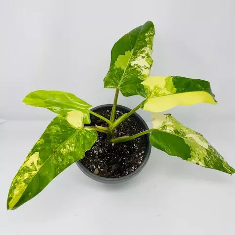 Philodendron Domesticum Variegated