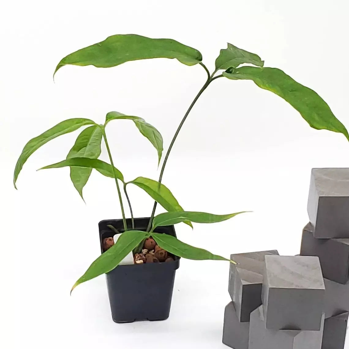 ANTHURIUM CLAVIGERUM -Rare